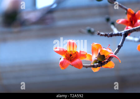 Kapok in voller Blüte Stockfoto