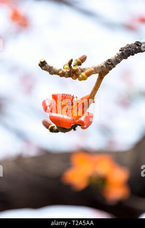 Kapok in voller Blüte Stockfoto