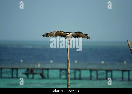 Fischadler, Pandion haliaetus, trocknen Federn, Hamata, Rotes Meer, Ägypten Stockfoto