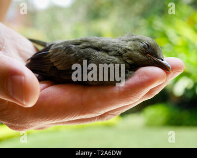 Mann hält einen toten Körper eines weiblichen eines Blau Grau tanager Vogel nach Absturz mit einem Glas Stockfoto