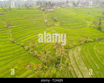 Indonesien. Die Insel Bali. Terrassen von Reisfeldern nach dem Regen. Dorf auf dem Hintergrund. Luftaufnahme Stockfoto