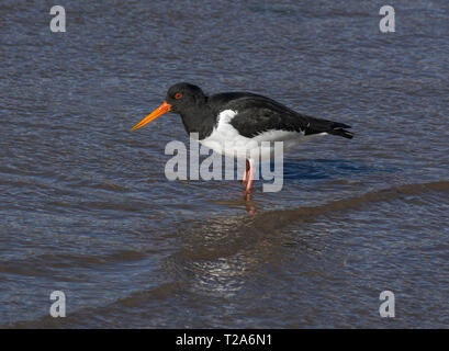 Eurasischen Austernfischer Haematopus ostralegus, Fütterung im flachen Wasser, Morecambe Bay, Lancashire, Großbritannien Stockfoto