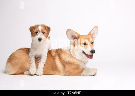 Corgi und Jack Russel Terrier Fluffy Hunde Stockfoto