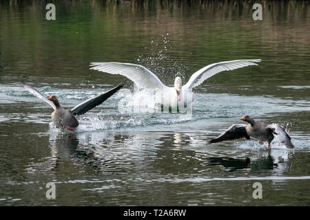 Wütend, aggressiv Höckerschwan (Cygnus olor) jagen Graugänse (Anser anser) Stockfoto