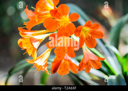 Nahaufnahme von Blooming orange clivia Blumen Stockfoto