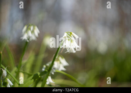 Allium triquetrum (dreieckigen Porree/Zwiebel weed). UK. Swirly verschwommen Bokeh Stockfoto