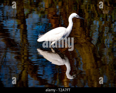 Seidenreiher (Egretta garzetta) Angeln im See Stockfoto