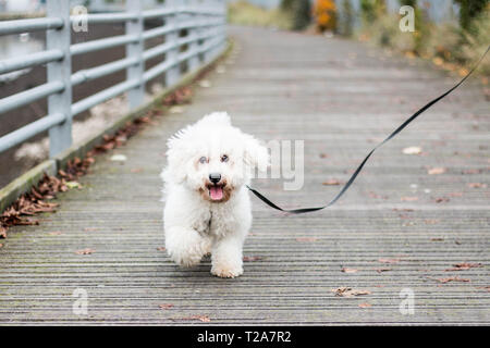 Bichon Frise Stockfoto