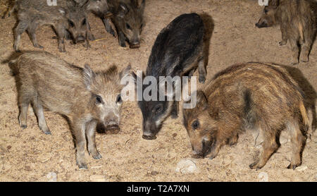 Jungen Der gibrit von einem Wildschwein und Hausschwein Look für einen Feldhäcksler. horizontales Format. Stockfoto