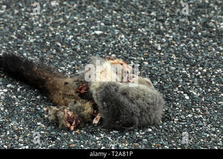 Zu tot auf einer Straße in Neuseeland Stockfoto