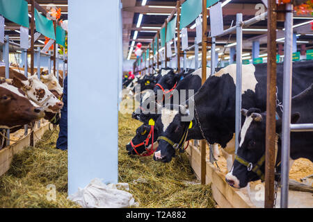 Kühe Heu Essen in Dairy Farm Stockfoto