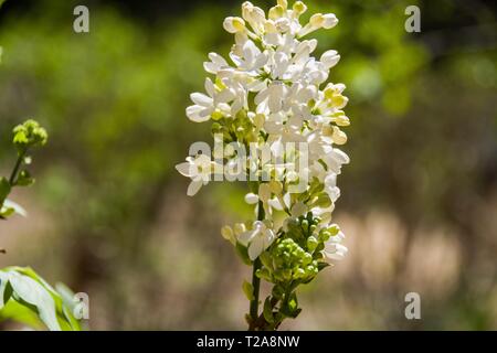 Nahaufnahme der weiße Flieder in voller Blüte. Stockfoto