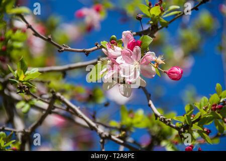 Eine Biene fleißig Pollen sammeln von auffälligen und duftenden rosa und weißen crabapple Blüten öffnen aus dem roten Knospen einer japanischen crabapple Tree. Stockfoto