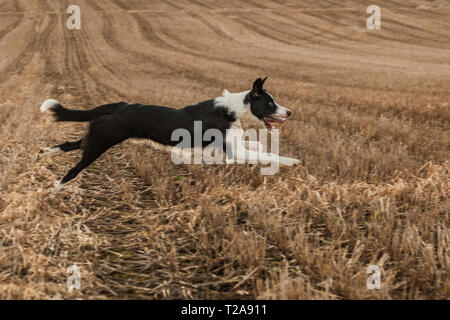 Kurze behaarte Border Collie Hund läuft auf ein Feld Stockfoto