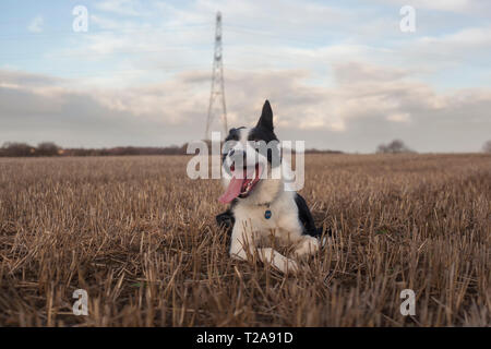 Border Collie Entspannen auf einem Feld mit seine Zunge heraus Stockfoto