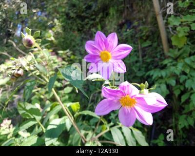 Flor que hace en Las orillas de Rios de un pueblo de Guatemala Quetzaltenango, cajola un Municipio donde Nace el Rios samala tempradass florece por Stockfoto