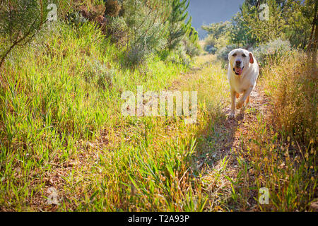 Labrador, der auf einer Farm läuft Stockfoto