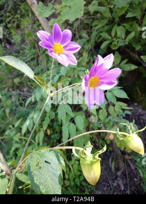 Flor que hace en Las orillas de Rios de un pueblo de Guatemala Quetzaltenango, cajola un Municipio donde Nace el Rios samala tempradass florece por Stockfoto