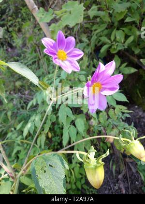 Flor que hace en Las orillas de Rios de un pueblo de Guatemala Quetzaltenango, cajola un Municipio donde Nace el Rios samala tempradass florece por Stockfoto