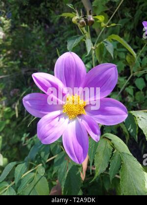 Flor que hace en Las orillas de Rios de un pueblo de Guatemala Quetzaltenango, cajola un Municipio donde Nace el Rios samala tempradass florece por Stockfoto