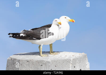 Paar Kelp Möwen (Larus dominicanus vetula) auf einem Zement Poller auf Bird Isand Lamberts Bay, Westküste, Südafrika Stockfoto