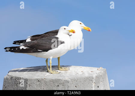 Paar Kelp Möwen (Larus dominicanus vetula) auf einem Zement Poller auf Bird Isand Lamberts Bay, Westküste, Südafrika Stockfoto