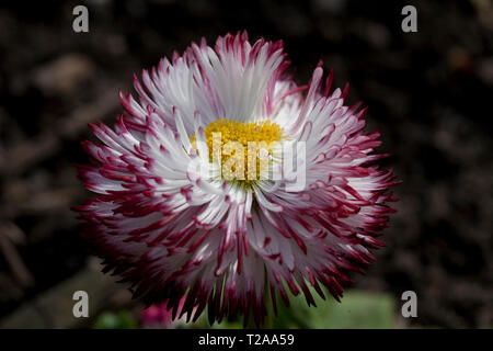 Nahaufnahme eines Bellis perennis' Pomponette' Bicolor Daisy Stockfoto