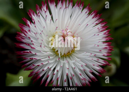 Bellis perennis' Pomponette' bicolor Stockfoto