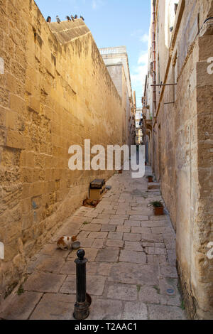 Katze in einer Gasse, Valletta, Malta, Europa Stockfoto