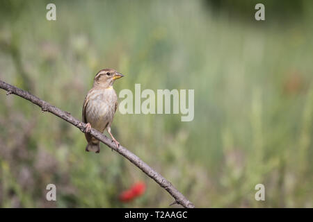 Rock Sparrow (Petronia petronia), auf einem Zweig sitzend, Lleida, Katalonien, Spanien Stockfoto