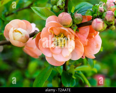 Coral Pink, früher Frühling halb gefüllten Blüten der ornamentalen japanische Quitte, Chaenomeles x speciosa 'Geisha Girl' Stockfoto