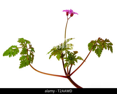 Blütenstengel Der ferny Laub, rosa blühenden UK wildflower, Geranium robertianum, isoliert auf weißem Stockfoto