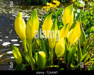 Gelbe spathes der westlichen skunk Kohl, Lysichiton americanus im Frühjahr Stockfoto