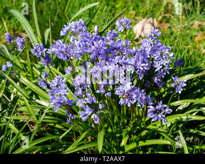 Massierten Frühlingsblumen der bauchigen Türkische blausterne, Scilla bithynica, eingebürgerte im Gras Stockfoto