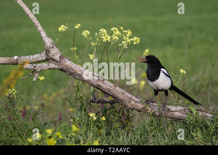 Eurasian Magpie (Pica Pica), auf einem Zweig sitzend, das Sammeln von Nistmaterial (Schlamm), Lleida, Katalonien, Spanien Stockfoto