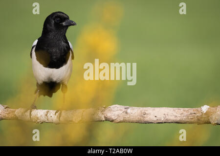 Eurasian Magpie (Pica Pica), auf einem Zweig, Lleida, Katalonien, Spanien gehockt Stockfoto