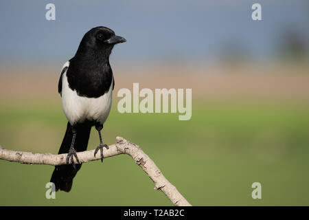 Eurasian Magpie (Pica Pica), auf einem Zweig, Lleida, Katalonien, Spanien gehockt Stockfoto