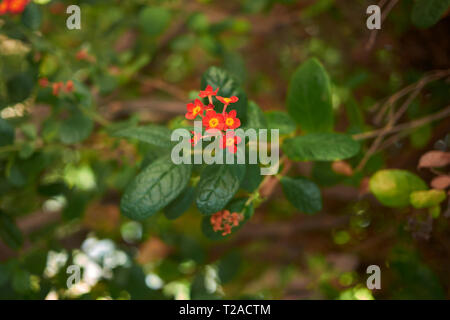 Rondeletia odorata Strauch Stockfoto