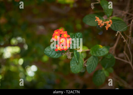 Rondeletia odorata Strauch Stockfoto