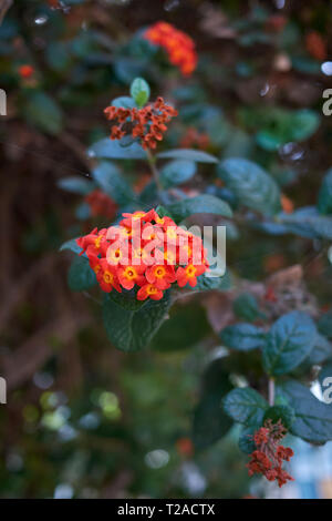 Rondeletia odorata Strauch Stockfoto