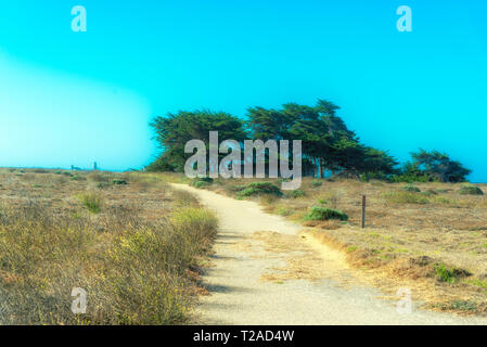 Unbefestigte Straße, die zu einem Hain f Bäume durch Braun grasartige Felder unter blauem Himmel. Stockfoto