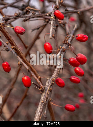 Rote essbare Beeren des berühmten Strauch der Beberitze auf den stacheligen Zweige mit Dornen im Winter Wald. Stockfoto
