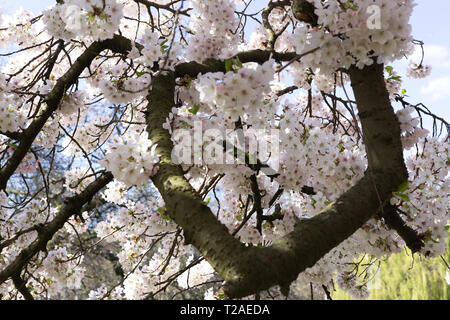 Prunus Ichiyo, Japanische Kirsche Baum," Ichiyo' In der Blüte Stockfoto