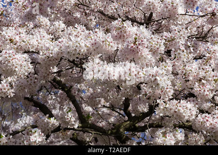 Prunus Ichiyo, Japanische Kirsche Baum," Ichiyo' In der Blüte Stockfoto