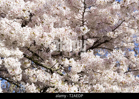 Prunus Ichiyo, Japanische Kirsche Baum," Ichiyo' In der Blüte Stockfoto