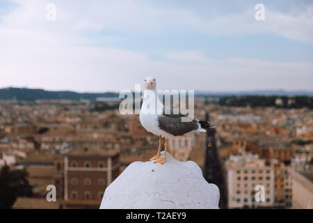 Mediterranean gull Sitzgelegenheiten auf dem Dach von Vittoriano in Rom, Italien. Sommer Hintergrund mit sonnigen Tag und blauer Himmel Stockfoto