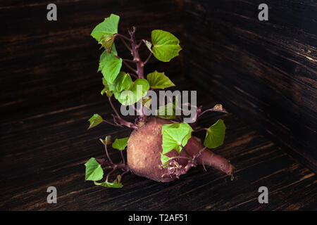 Kleine süsse Kartoffel keimen frische grüne Blätter, Holz- Hintergrund Stockfoto