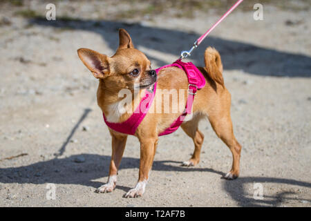 Chihuahua wandern in einem Park mit einem rosa-Kabelbaum Stockfoto