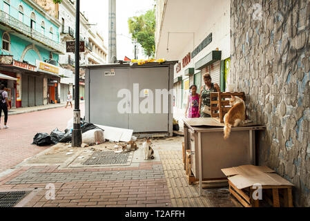 Straße Katzen Fütterung von Essensresten auf der Avenida Central, der Haupteinkaufsstraße von Panama City, Panama, Mittelamerika. Okt 2018 Stockfoto