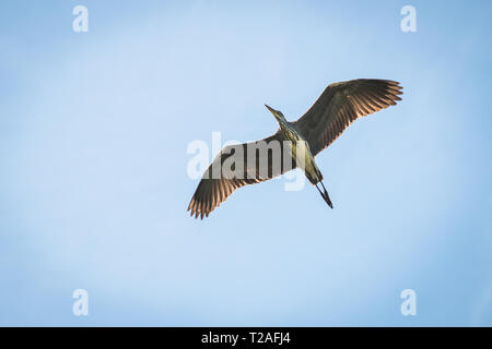 Graureiher über Winnall Mauren Winchester uk Flying Stockfoto